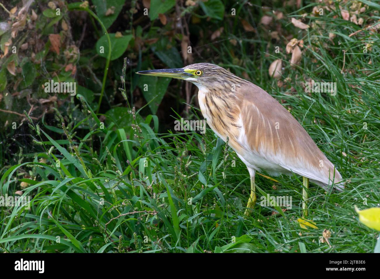 Squacco Heron (Ardeola ralloides) steht im Gras am Wasser. Stockfoto