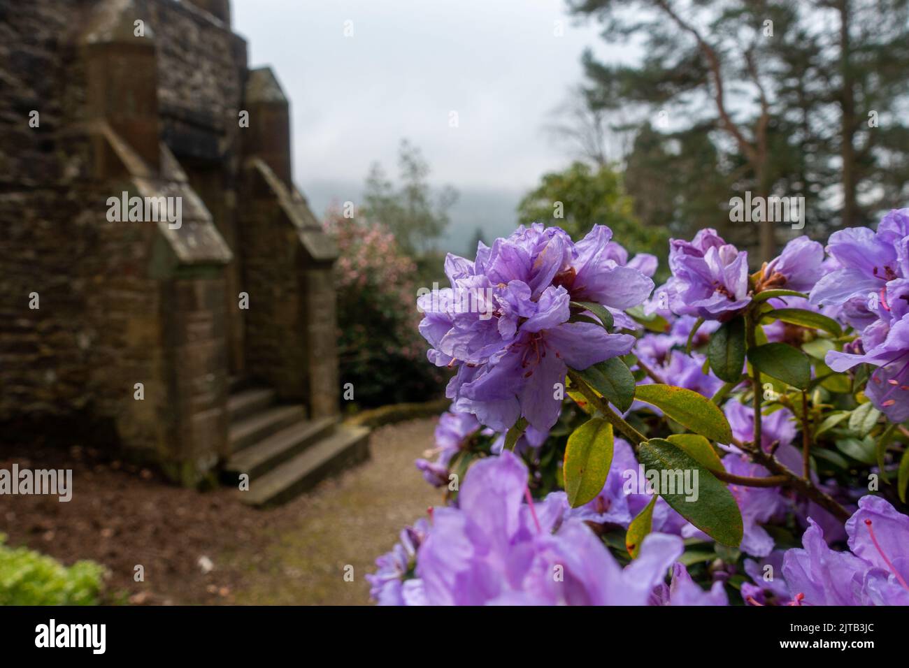 Purple Rhododendron Hippophaeoides blüht in den Gärten der Parcevall Hall im Yorkshire Dales National Park, England, Großbritannien Stockfoto