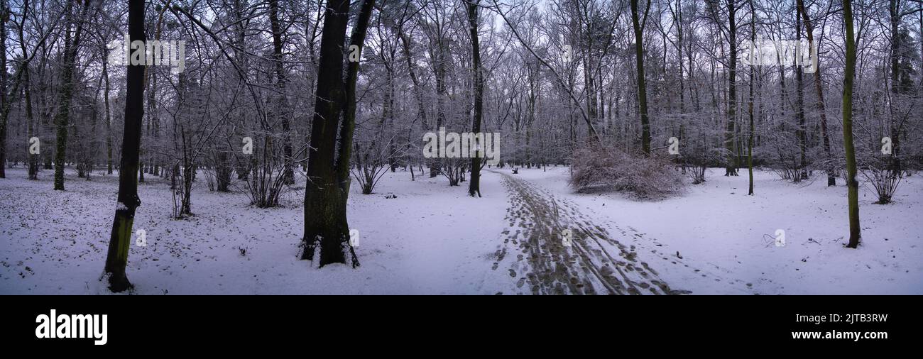 Panorama des verschneiten Parks in der polnischen Stadt Wrocław. Stockfoto