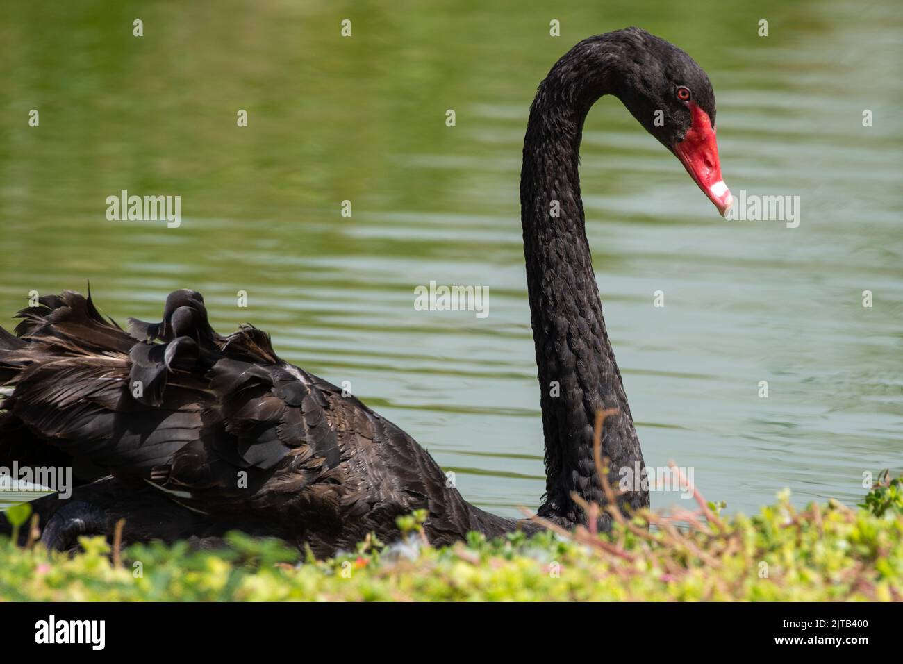 Ein eingeführter Schwarzer Schwan (Cygnus atratus) beim Schwimmen im Dubai Safari Park Stockfoto