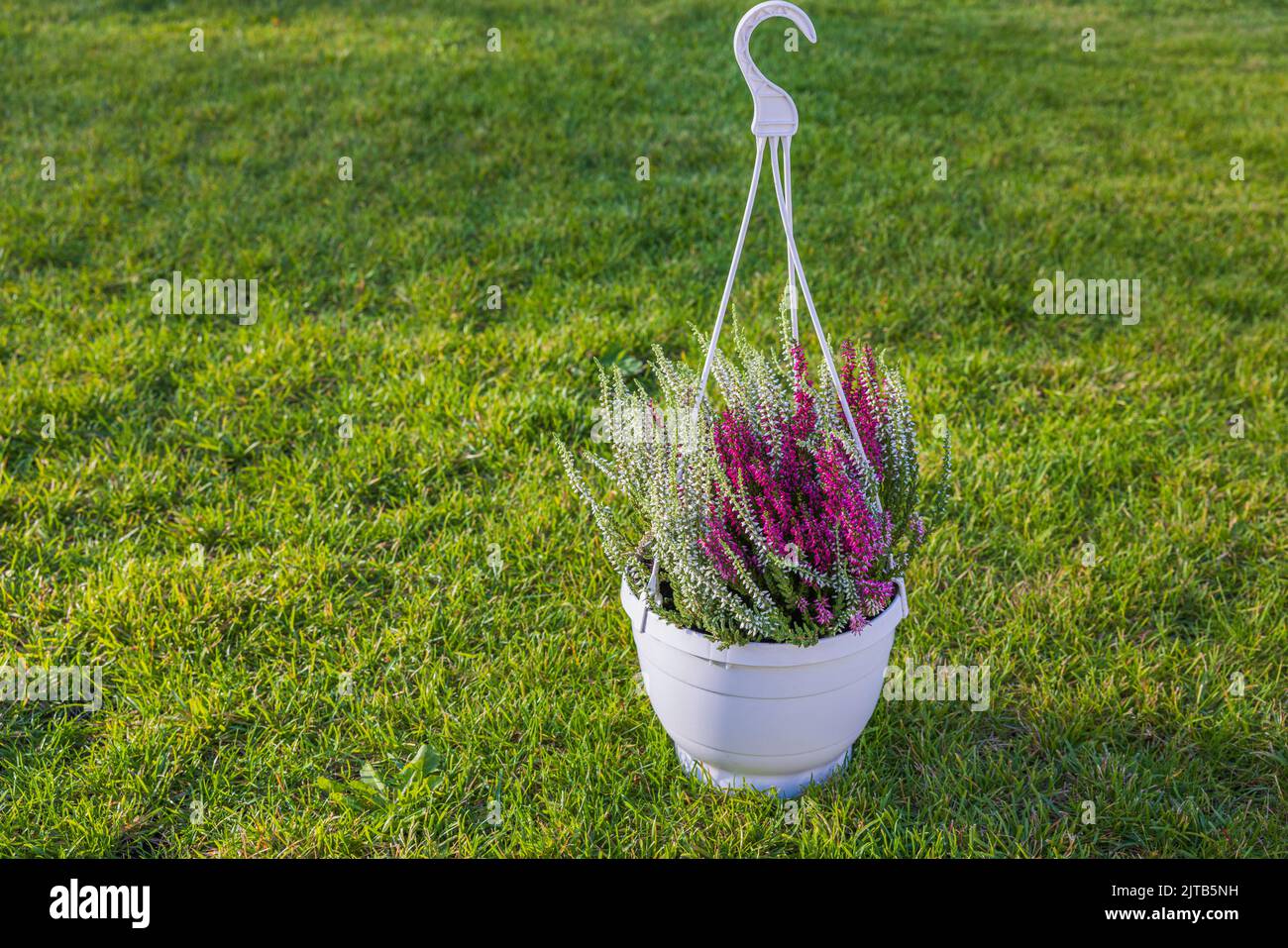 Schöne Aussicht auf Calluna vulgaris Pflanze in weißem Topf auf grünem Rasen. Stockfoto