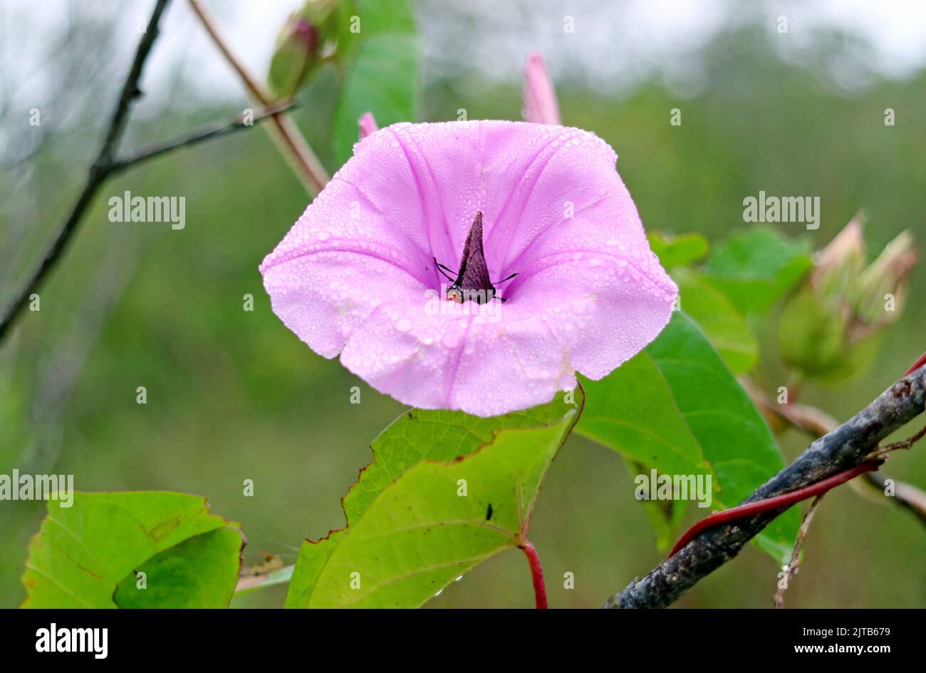Herrlich blühender Pink Morning Glory mit Tautropfen und einem kleinen Schmetterling, Iguazu Falls National Park, Puerto Iguazu, Argentinien Stockfoto