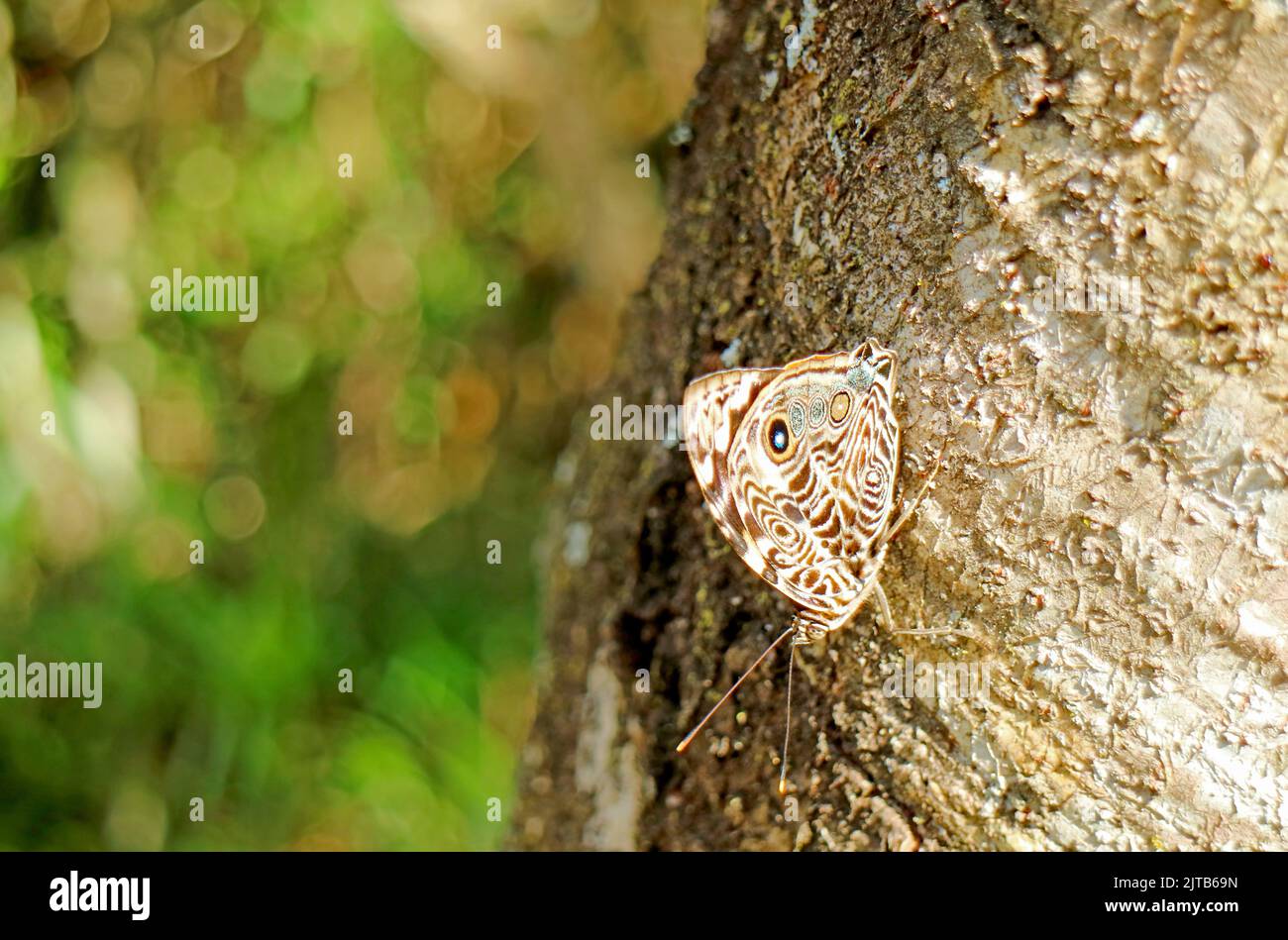 Ein Eulen-Schmetterling, der auf dem Baumstamm im Iguazu Falls National Park, Puerto Iguazu, Argentinien, ruht Stockfoto