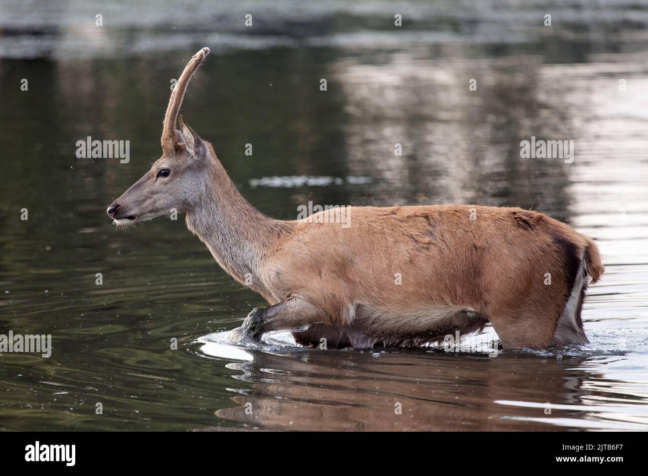 Hirsche, die in einem lokalen Teich gut planschen Stockfoto