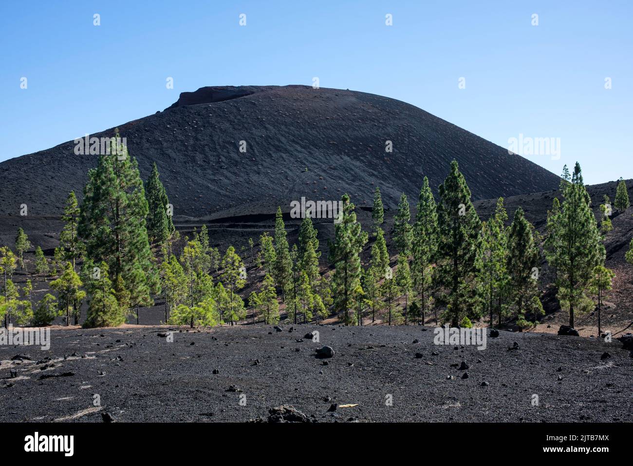 Kanarische Pinien und die vulkanische Landschaft des Vulkans Montaña Negra in Chinyero, Teneriffa, Kanarische Inseln, Spanien Stockfoto