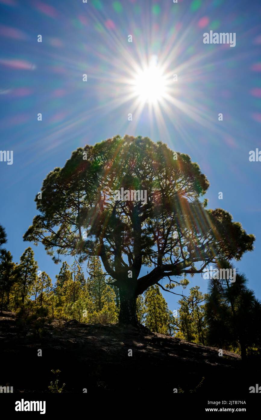 Alte kanarische Kiefer mit Sonne, Starburst-Effekt und Streulicht, Chinyero, Teneriffa, Kanarische Inseln, Spanien Stockfoto