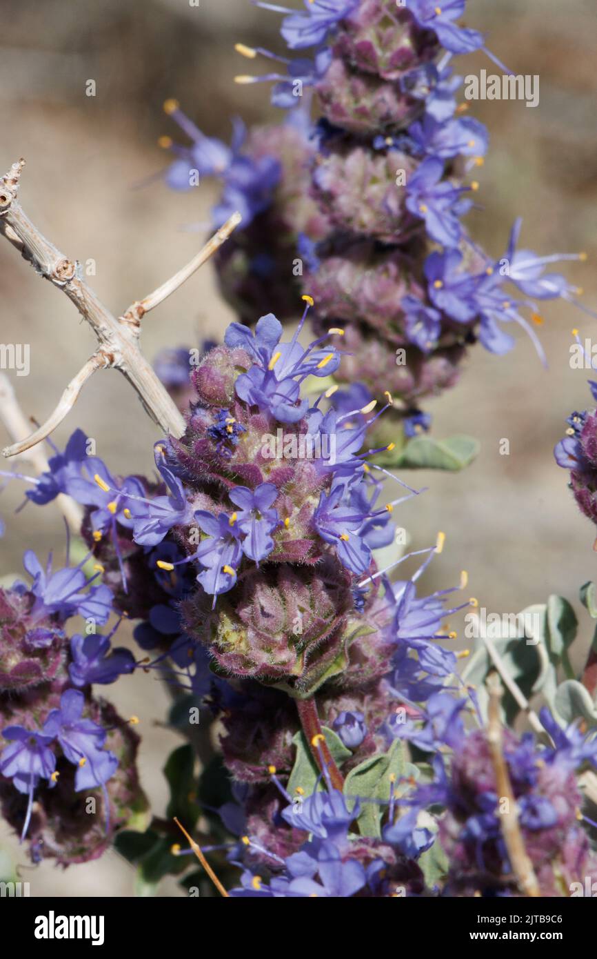 Blau blühende Cymose-Kopfblüten von Salvia Dorrii, Lamiaceae, einheimischer einkliniger Laubstrauch in der Western Mojave Desert, Springtime. Stockfoto