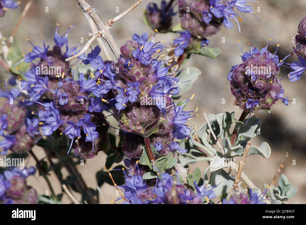 Blau blühende Cymose-Kopfblüten von Salvia Dorrii, Lamiaceae, einheimischer einkliniger Laubstrauch in der Western Mojave Desert, Springtime. Stockfoto