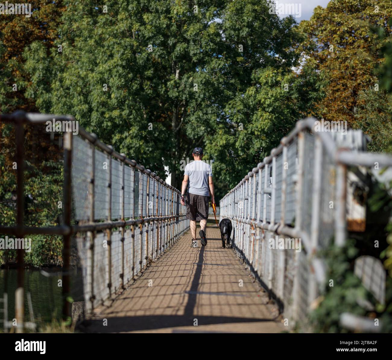 Mann, der einen Hund über eine Brücke mit Bäumen im Hintergrund führt Stockfoto