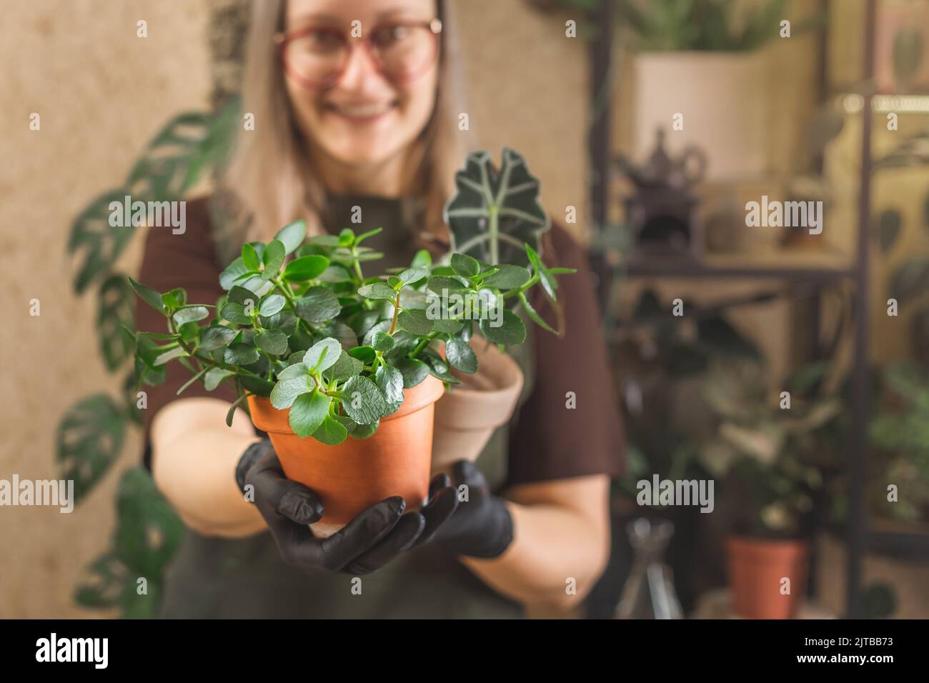Glückliche Gärtnerin im mittleren Alter mit Schürze und Brille, die sich um die Hauspflanzen kümmert. Kleinunternehmen Konzept, freiberufliche Gartenarbeit oder Hobby Stockfoto