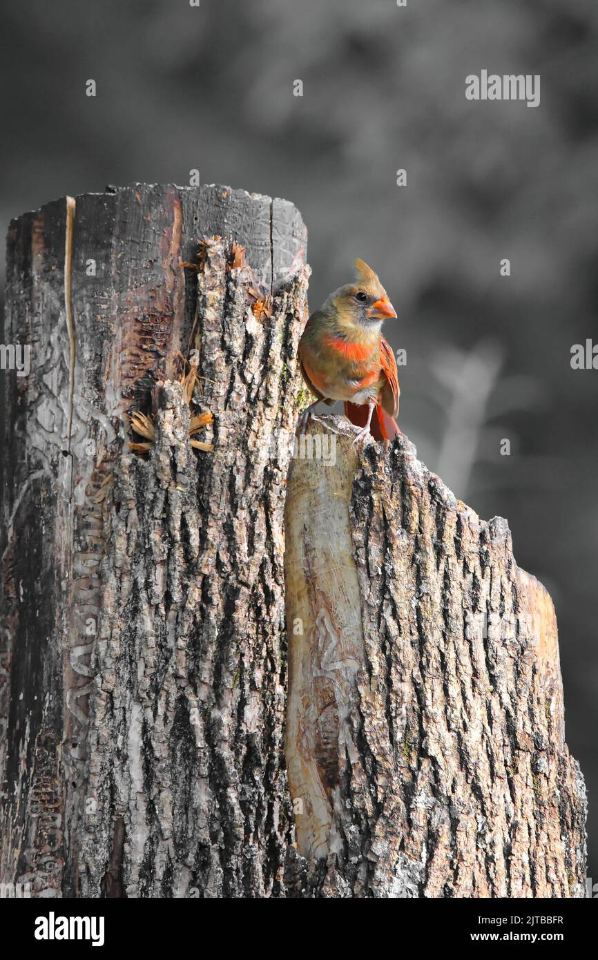 Eine vertikale Aufnahme eines weiblichen nördlichen Kardinalvogels, der auf einem großen, gebrochenen Baumstamm steht Stockfoto