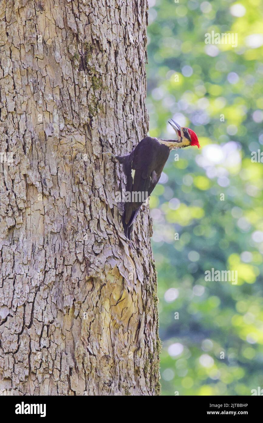 Ein Pileated Specht klammert sich an einen großen Baumstamm in hellem Sonnenlicht. Vertikale Aufnahme Stockfoto