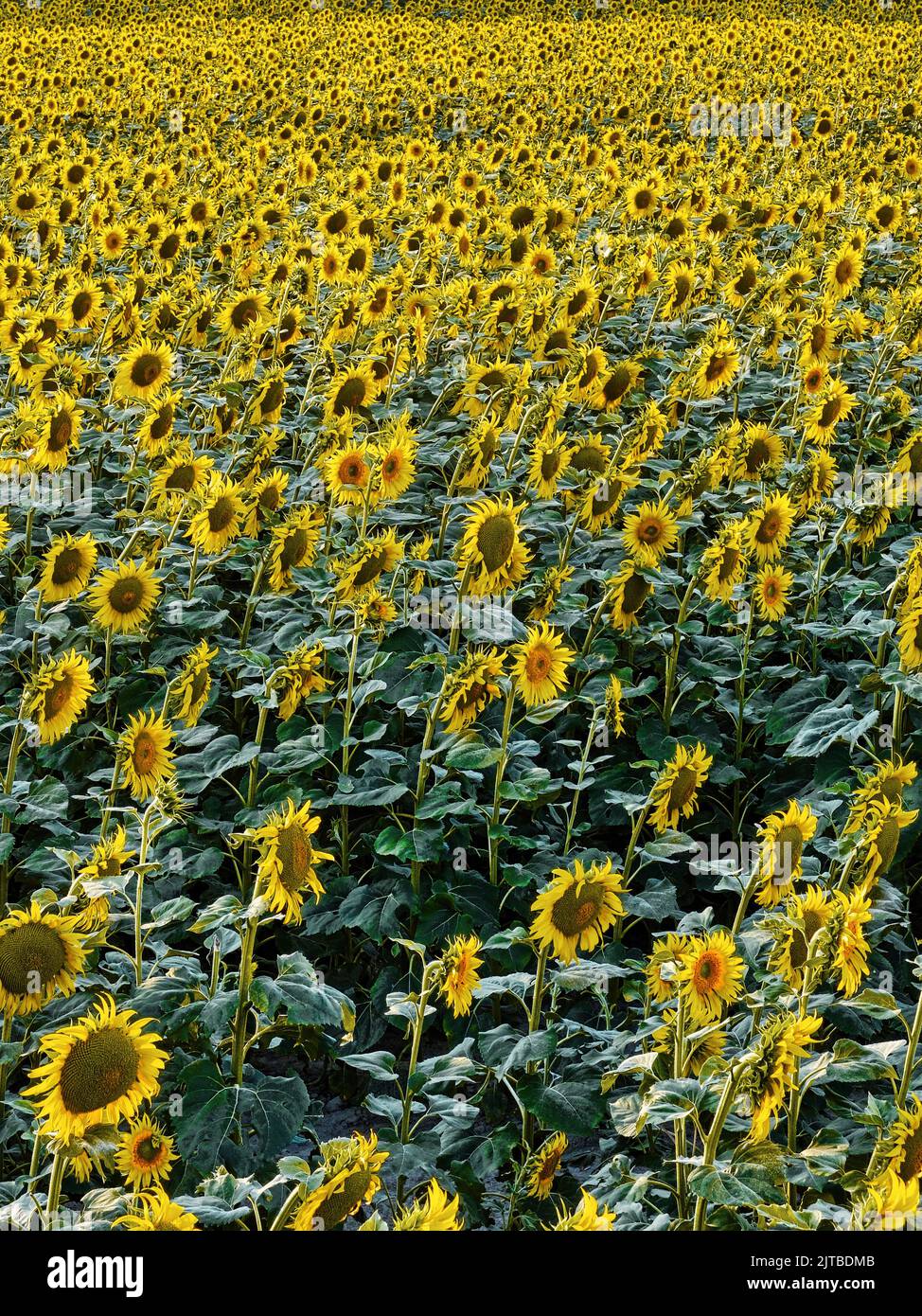 Sonnenblumenfeld mitten im Sommer. Stockfoto