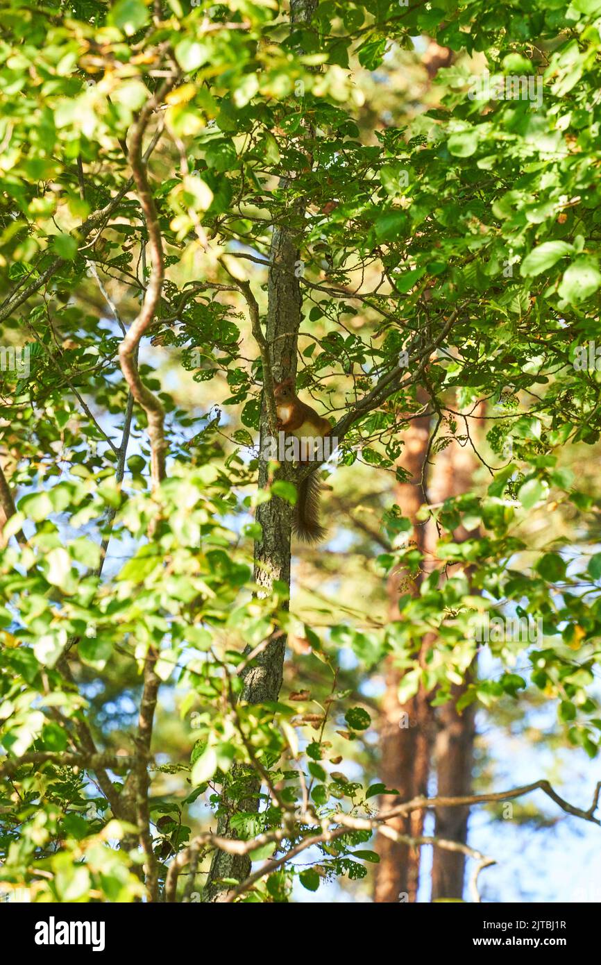 Ein süßes rotes Eichhörnchen Tier sitzt auf einem Zweig von Kiefernwald an sonnigen Frühlingstag in Wildtierwäldern. Erstaunliche Bild von schönen sonnigen Eichhörnchen Anima Stockfoto