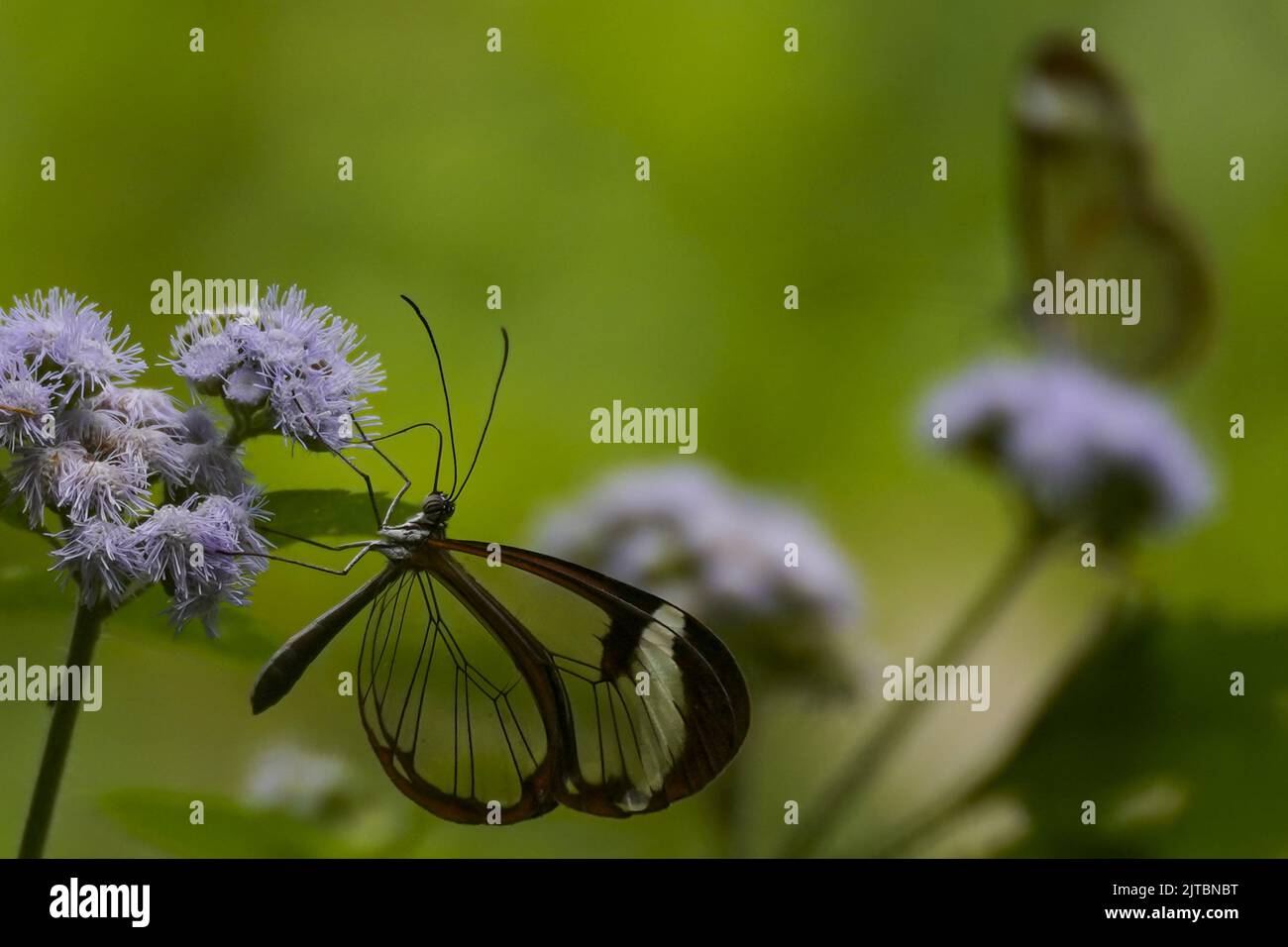 San Salvador, El Salvador. 29. August 2022. Schmetterlinge, die als „Greta Oto“ bekannt sind, sitzen auf Blumen. Der Glashügel-Schmetterling ist eine lateinamerikanische Schmetterlingsart mit transparenten Flügeln. Quelle: Camilo Freedman/dpa/Alamy Live News Stockfoto