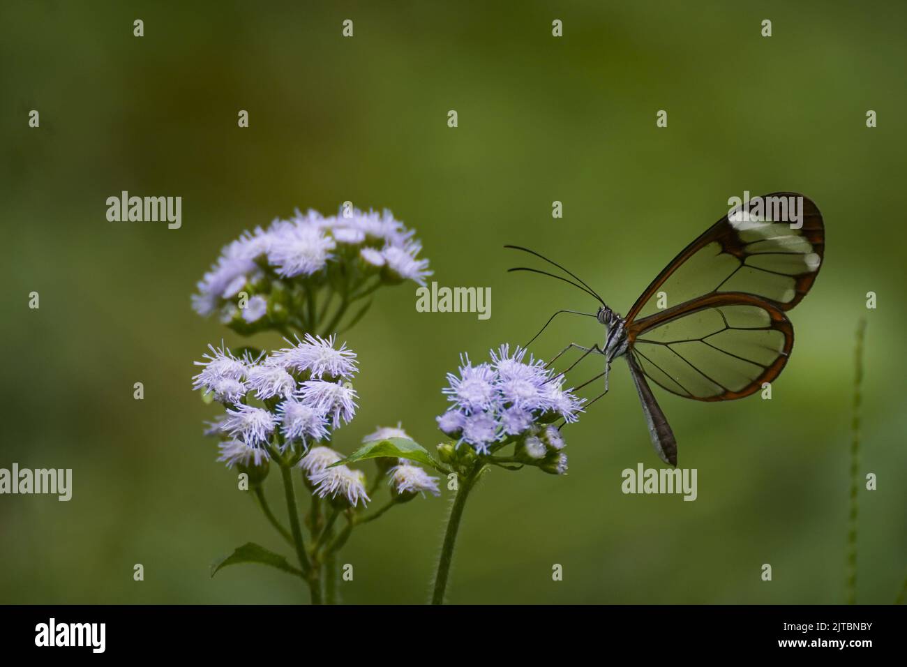 San Salvador, El Salvador. 29. August 2022. Ein Schmetterling, der als „Greta Oto“ bekannt ist, sitzt auf Blumen. Der Glashügel-Schmetterling ist eine lateinamerikanische Schmetterlingsart mit transparenten Flügeln. Quelle: Camilo Freedman/dpa/Alamy Live News Stockfoto