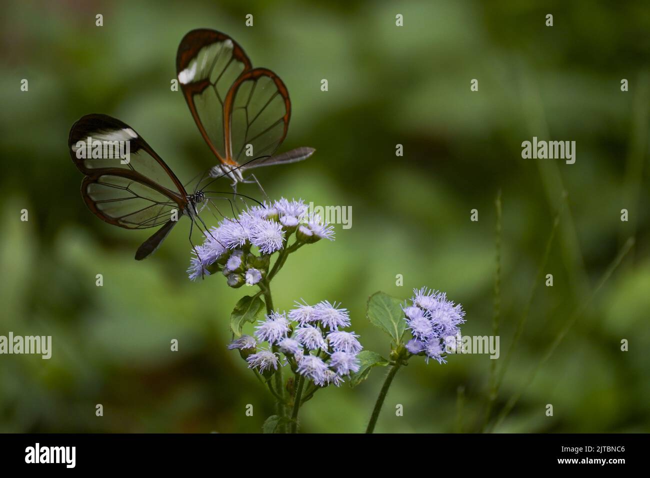 San Salvador, El Salvador. 29. August 2022. Schmetterlinge, die als „Greta Oto“ bekannt sind, sitzen auf Blumen. Der Glashügel-Schmetterling ist eine lateinamerikanische Schmetterlingsart mit transparenten Flügeln. Quelle: Camilo Freedman/dpa/Alamy Live News Stockfoto