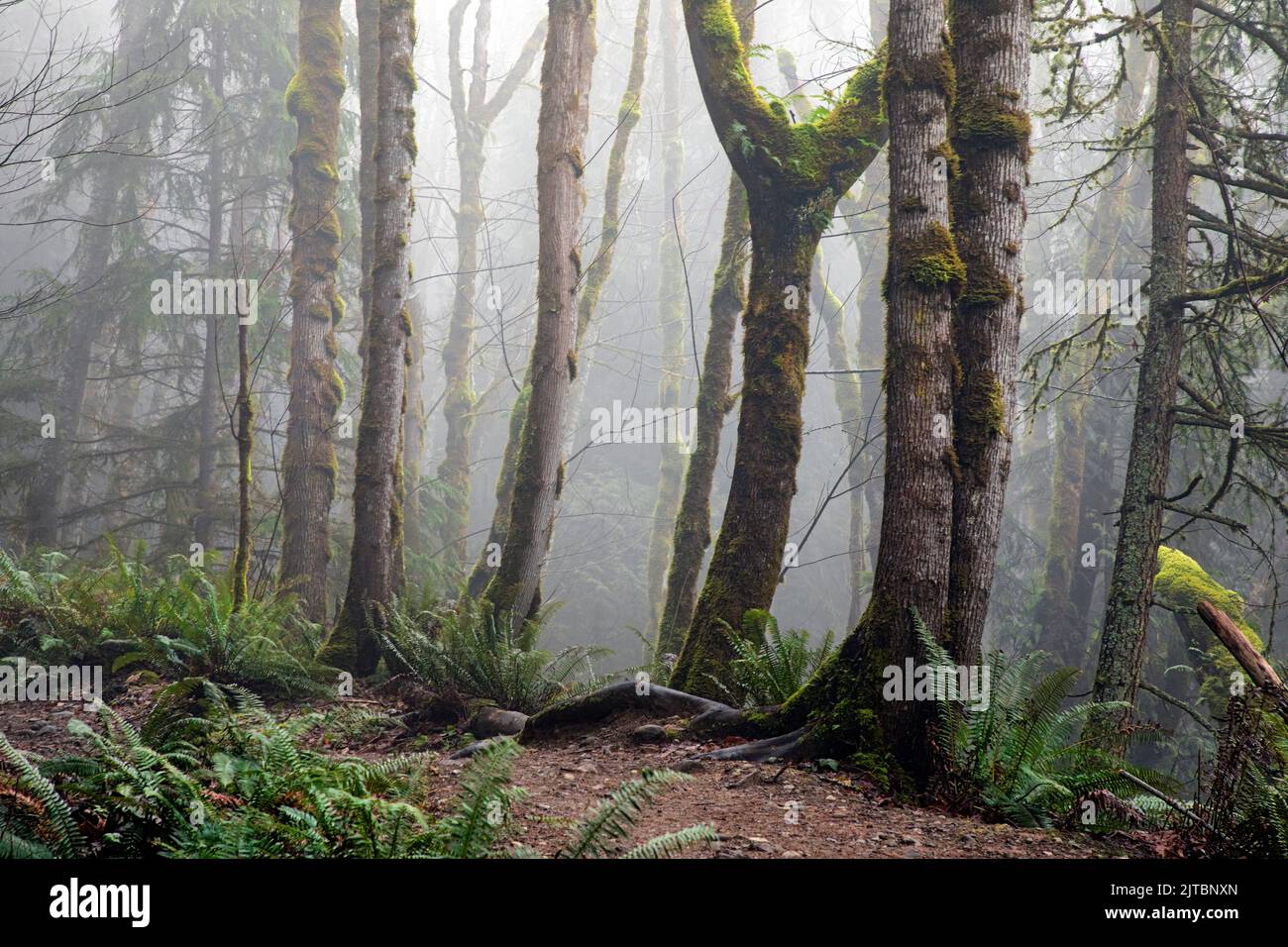 WA21902-00...WASHINGTON - zweites Wachstum von Bäumen mit Moos im Nebel der Issaquah Alpen. Stockfoto