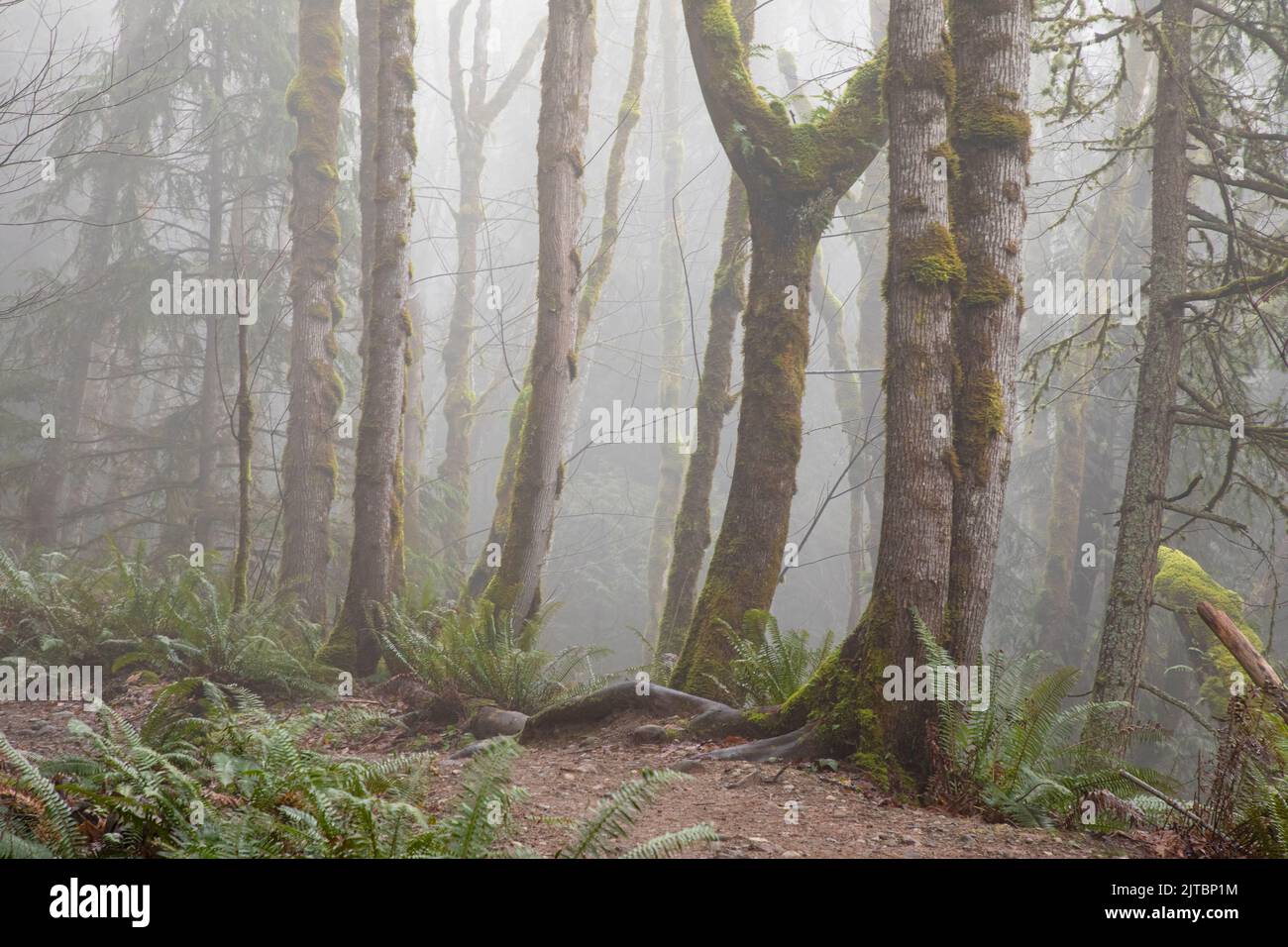WA21904-00...WASHINGTON - zweites Wachstum von Bäumen mit Moos im Nebel der Issaquah Alpen. Stockfoto