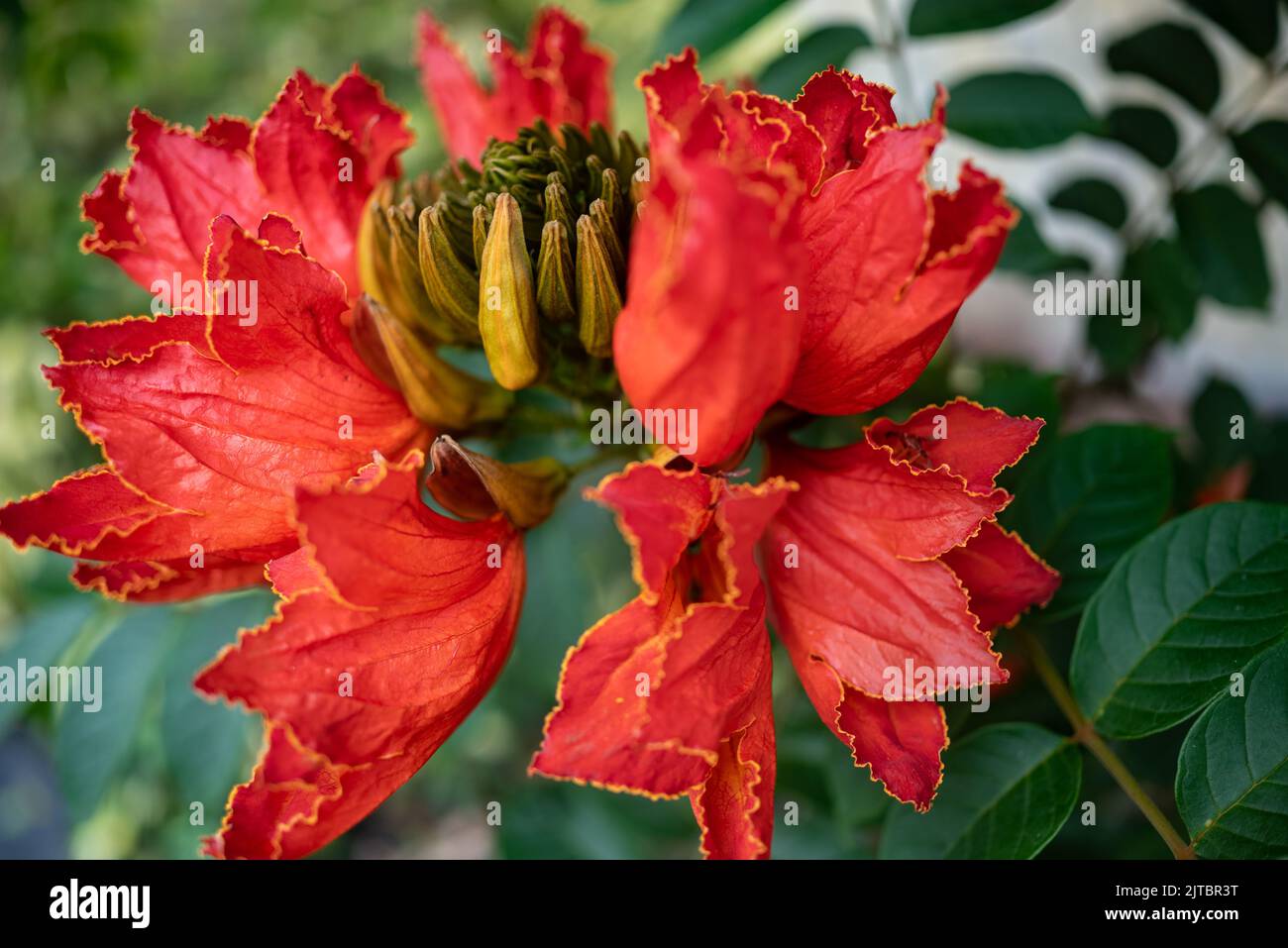 Afrikanische Tulpenbaumblume. Orangefarbene Blütenblätter verschließen sich auf dem grünen Hintergrund der Blätter Stockfoto