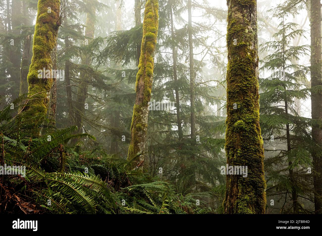 WA21918-00...WASHINGTON - Moos bedeckten Bäume im Nebel auf dem Tiger Mountain in den Issaquah Alpen. Stockfoto