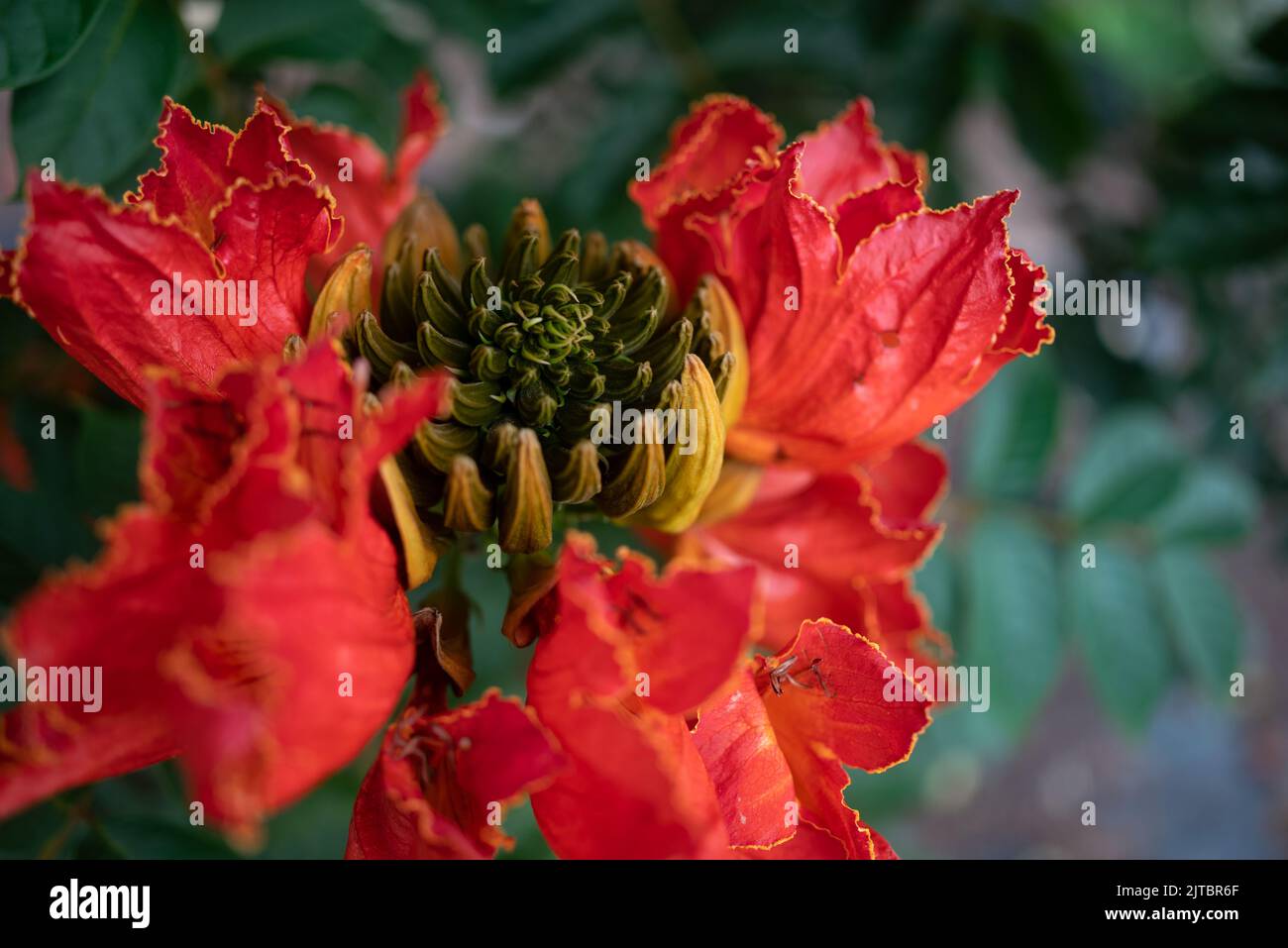 Afrikanische Tulpenbaumblume. Orangefarbene Blütenblätter verschließen sich auf dem grünen Hintergrund der Blätter Stockfoto