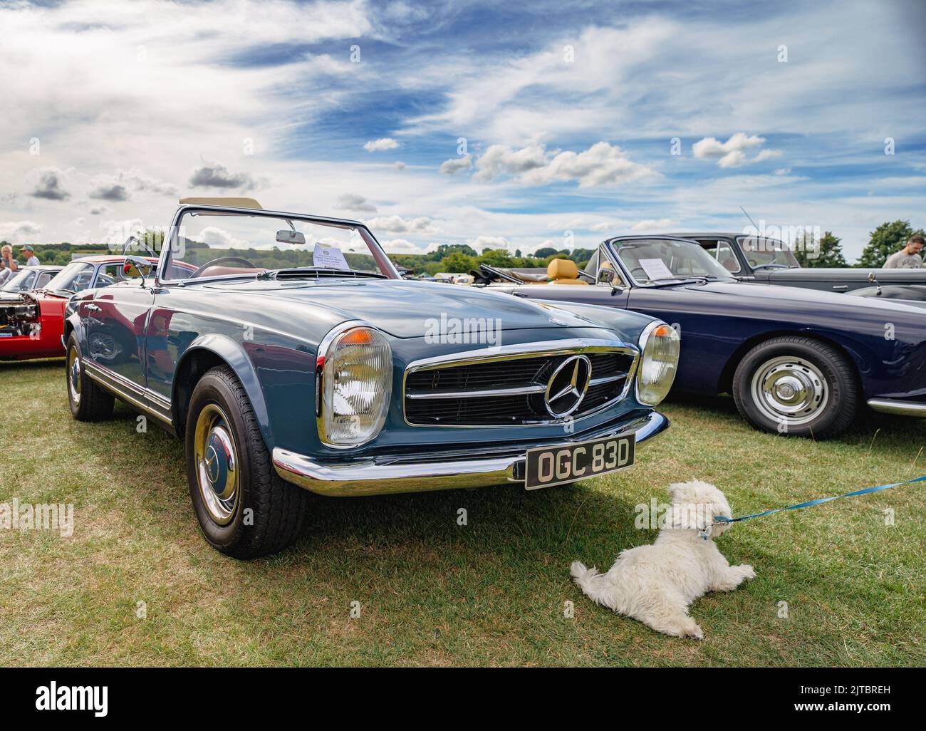 Mercedes 230 SL mit weißem Hund Stockfoto
