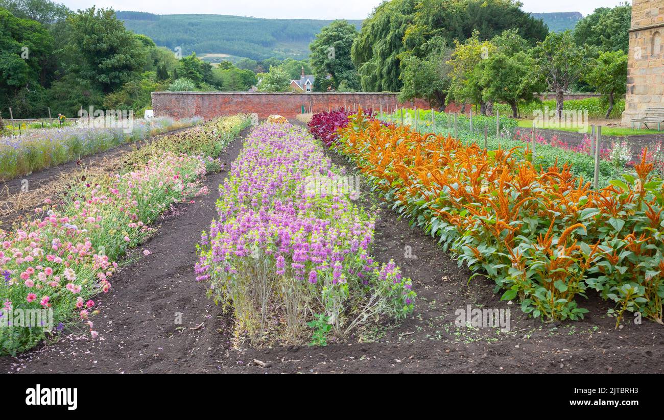 Reihen kommerziell angebauter Blumen auf dem Gelände des Priorats Guisborouugh Stockfoto