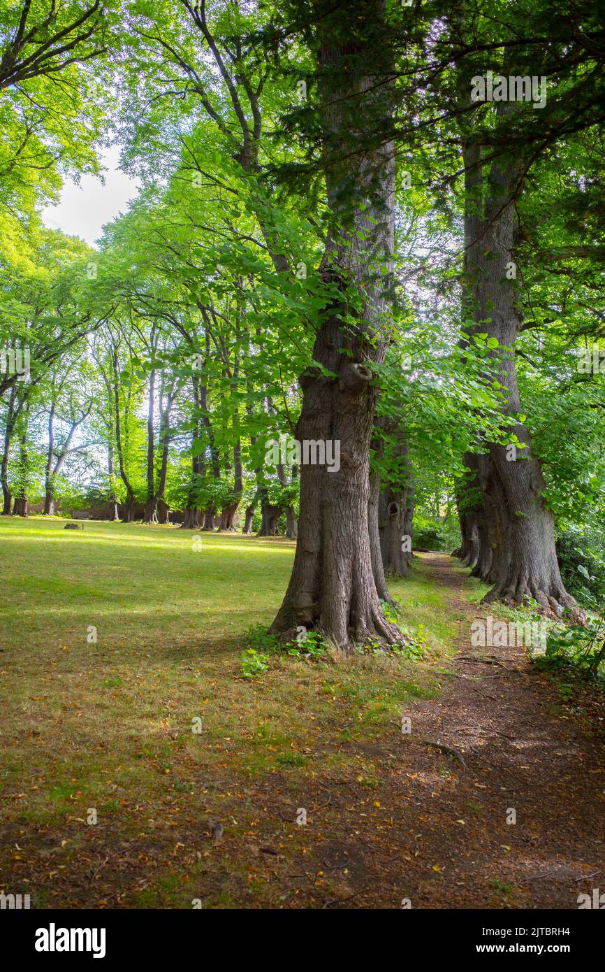 Der Mönch geht auf einer Allee von Linden im Priorat von Guisborough spazieren Stockfoto