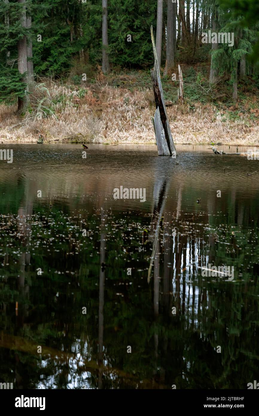 WA21924-00...WASHINGTON - Reflexionen im Temple Lake im Lord Hill Regional Park im Snohomish Country. Stockfoto