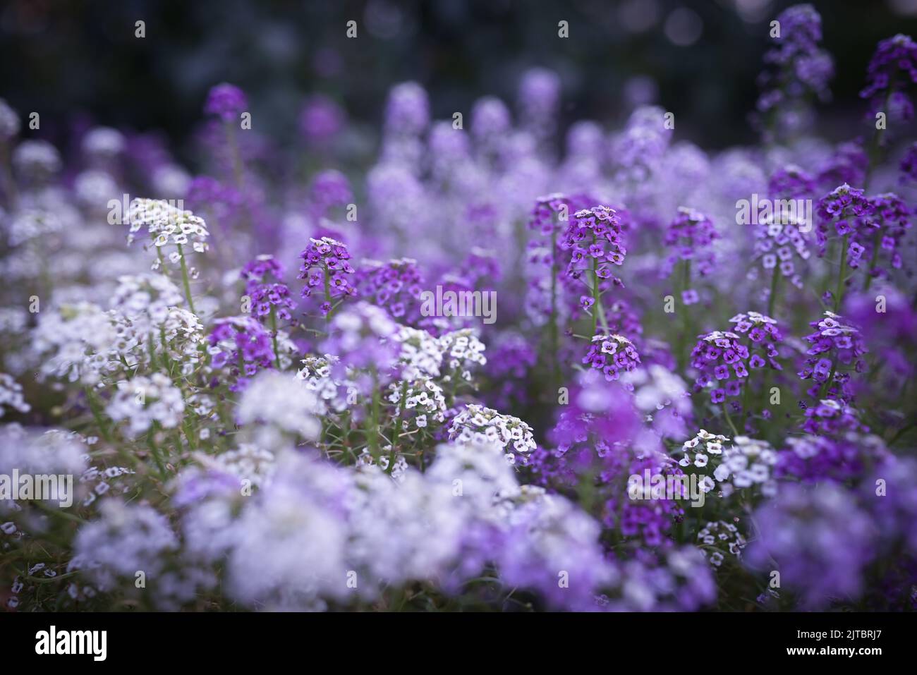 Lila Blumen Hintergrund. Lila und weißer, süßer Alyssum Stockfoto