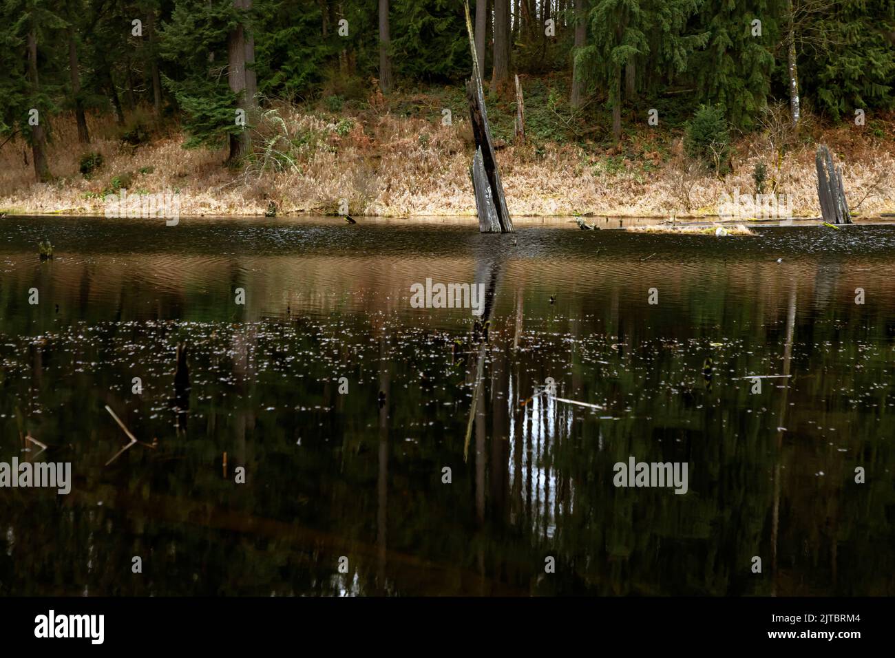 WA21925-00...WASHINGTON - Reflexionen im Temple Lake im Lord Hill Regional Park im Snohomish Country. Stockfoto