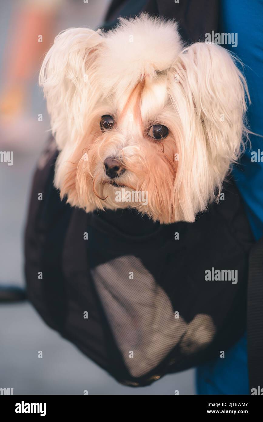 Netter maltesischer Lapdog, der im Rucksack seines Besitzers sitzt und zur Kamera schaut. Der Kopf des Hundes, der aus dem Sack aufrast. Konzept des Reisens mit Haustieren. Stockfoto