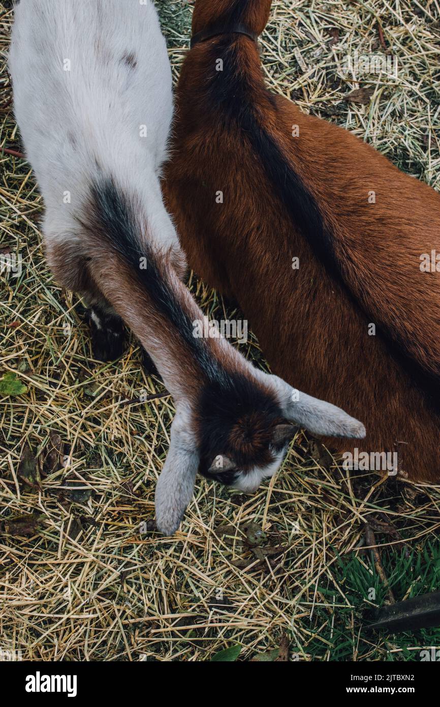 Blick von oben nach unten auf junge weiße Ziege, braune Ziege auf Heu Stockfoto