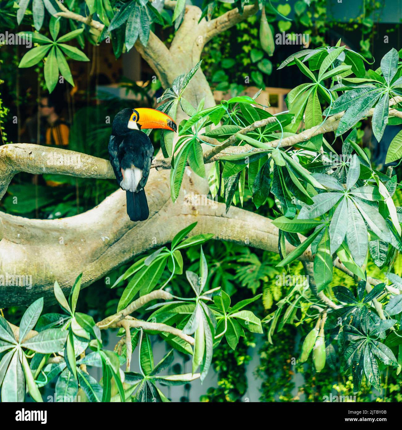 Porträt eines toco-Tucan oder eines riesigen Tucan in einem Vogelschutzgebiet Stockfoto