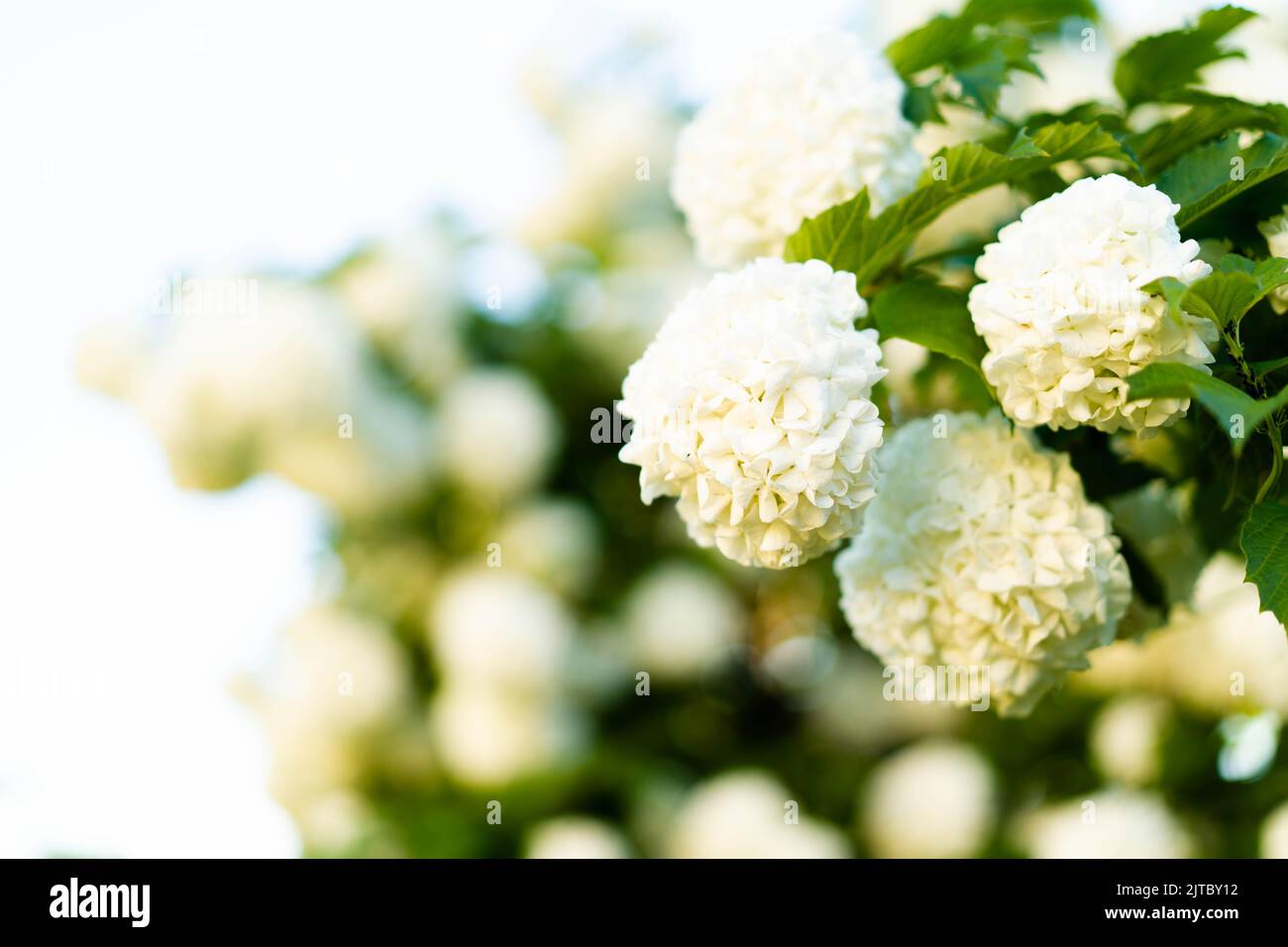 Blühende Hortensien von weißer Farbe. Üppig blühend, ein toller Hintergrund für Ihr Design. Wacholderrose (viburnum opulus, viburnum Boul de Neige) im Frühlingsgarten. Stockfoto