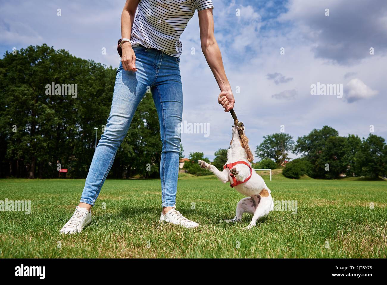 Besitzer spielt mit Hund auf dem grünen Feld, Frau trainiert ihren Hund, Pet Bisse bleiben beim Gehen im Freien stecken Stockfoto