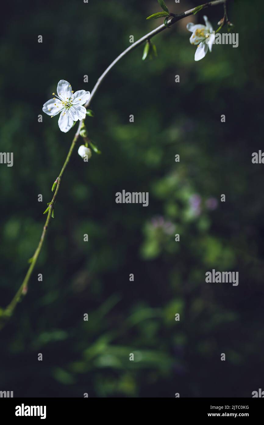 Zweig mit weißer Blume auf verschwommenem dunkelgrünen Hintergrund Stockfoto