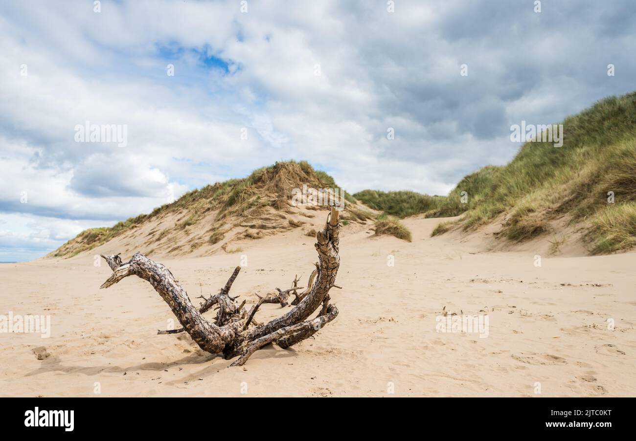 Ein großes Stück Treibholz am Strand zwischen Formby und Ainsdale in der Nähe von Liverpool, das von riesigen Sanddünen umgeben ist, die einen Großteil des Sefton c säumen Stockfoto