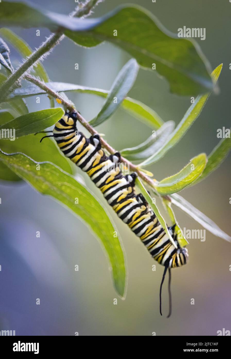 Eine gestreifte Monarch-Schmetterlingsraupenlarve, Danaus plexippus, die im Sommer oder Herbst in Lancaster, Pennsylvania, üppiges grünes Laub frisst Stockfoto