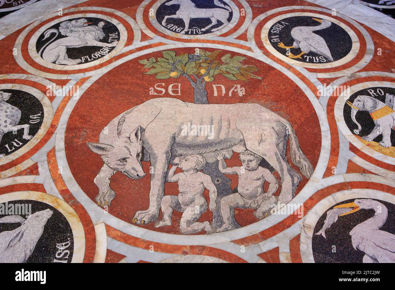 Der Kapitolinische Wolf nimmt Romulus und Remus auf einem Bodenmosaik in der Kathedrale von Siena (UNESCO-Weltkulturerbe) in Siena (Toskana), Italien Stockfoto