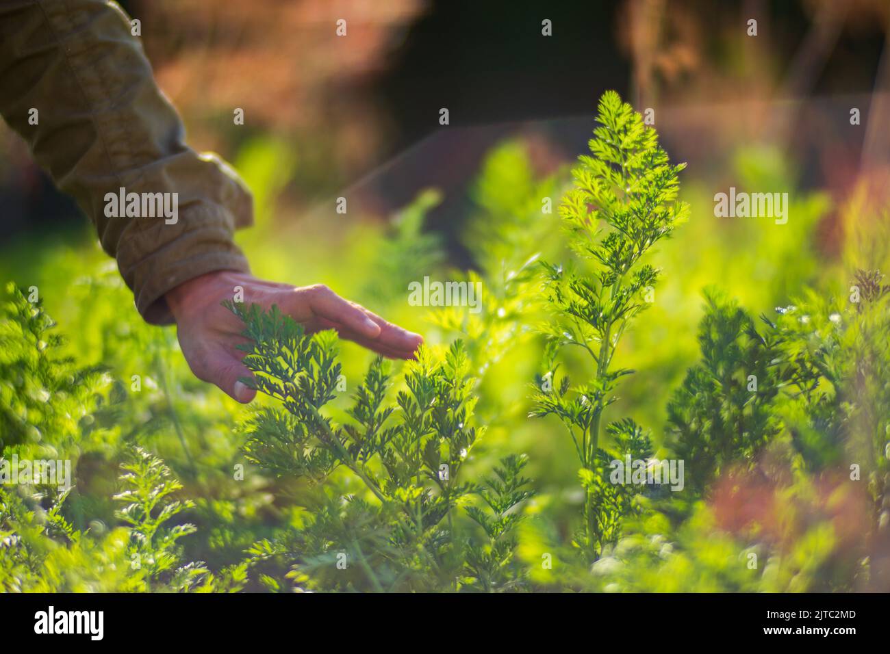 Die Hand des Bauern berührt landwirtschaftliche Kulturpflanzen aus nächster Nähe. Gemüse im Garten anbauen. Erntepflege und Pflege. Umweltfreundliche Produkte Stockfoto