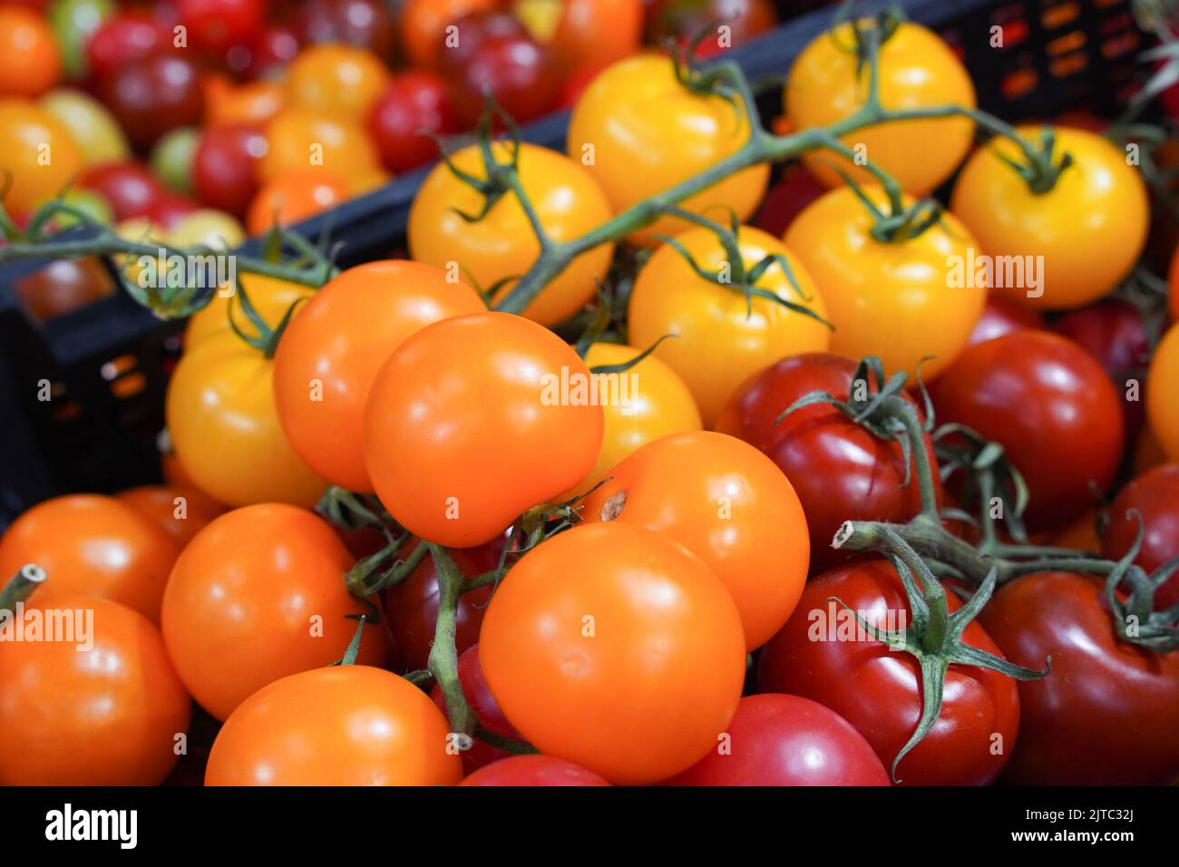 Auswahl an frischen Bio-Tomaten, einschließlich Kirschtomaten, Nahaufnahme Stockfoto