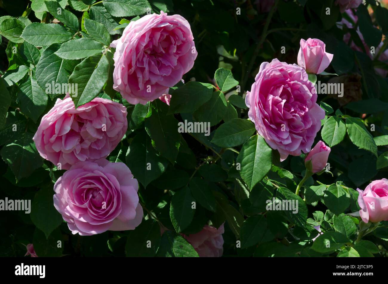 Blühender Busch mit rosigen Blumen im Rosengarten, Sofia, Bulgarien Stockfoto