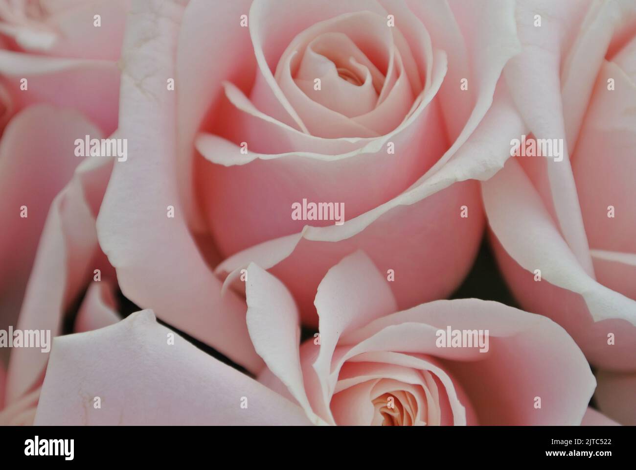 Nahaufnahme von staubigen rosa Rosen, hellrosa Rosenstrauß Stockfoto