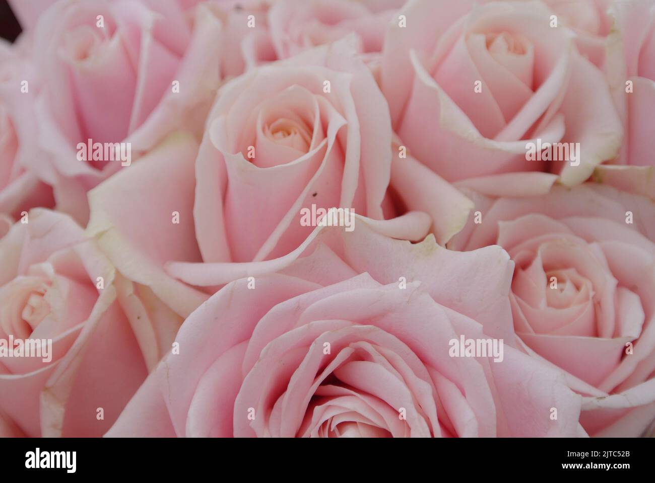 Bukett aus staubigen rosa Rosenblüten Stockfoto