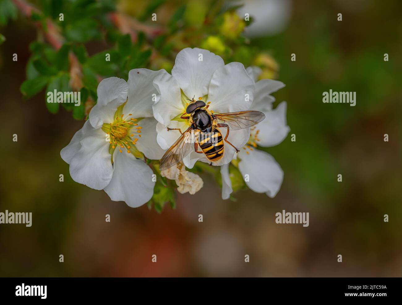 Eine große bunte Hoverfly Sericomyia silentis landet auf einer Gruppe von Blütenköpfen auf der Suche nach Nahrung in einem Nord-Norfolk-Garten in Großbritannien Stockfoto