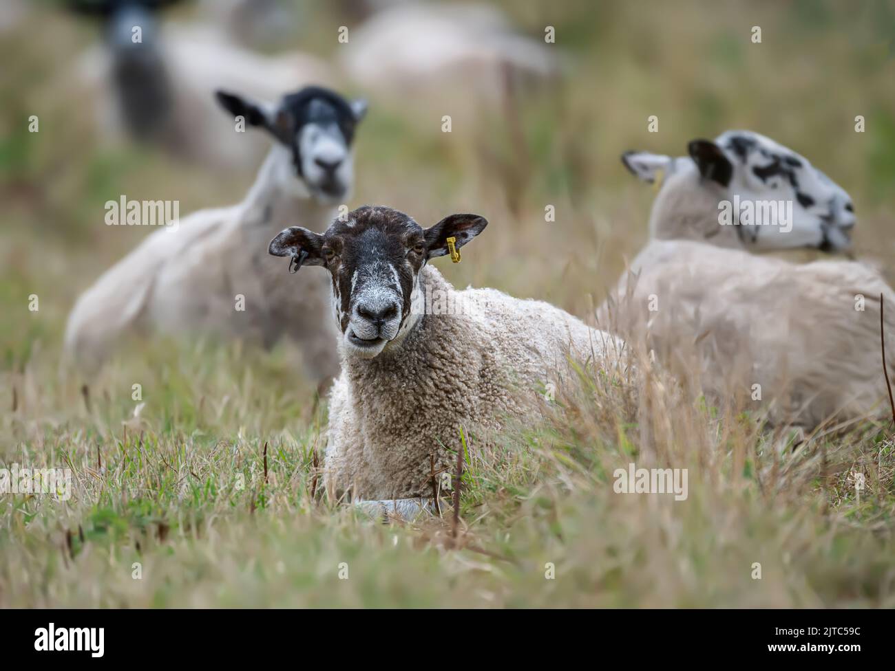 Eine Gruppe von Schafen, die auf einem Feld in Bintree, Dereham, Norfolk, Großbritannien, ruhen. Stockfoto