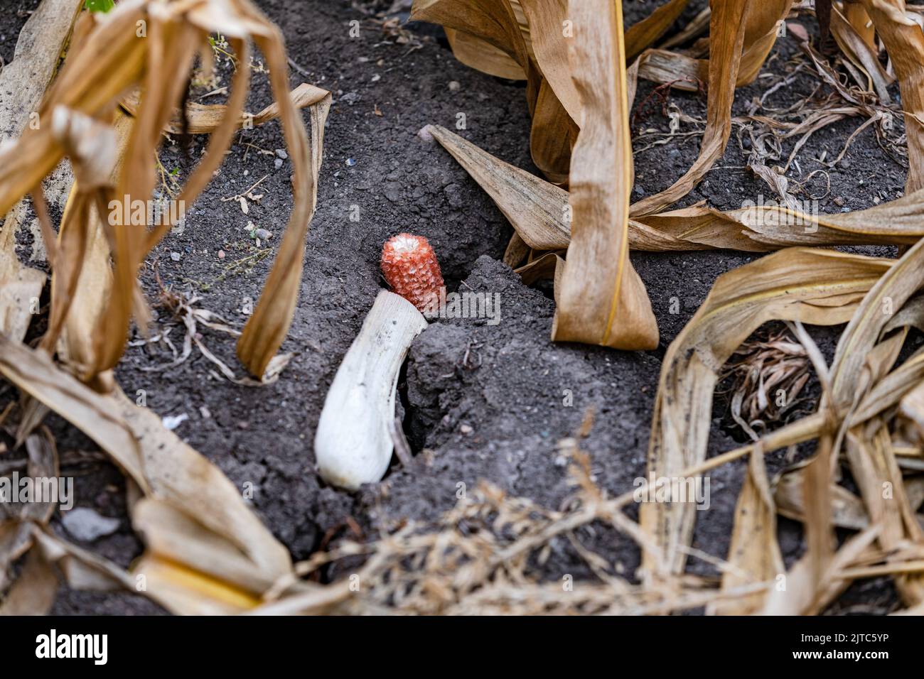 Verdorrter Mais auf dem trockenen Boden nach Hitzewelle in einem Maisfeld, Deutschland Stockfoto