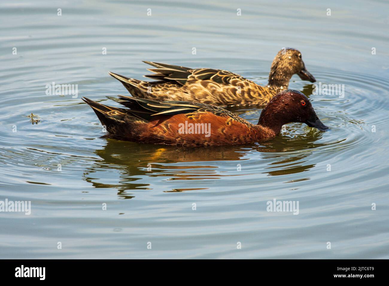 Anas cyanoptera (Zimtbärchen, Pato colorado) schwimmen und füttern in Pantanos de Villa, Lima, Peru. Stockfoto